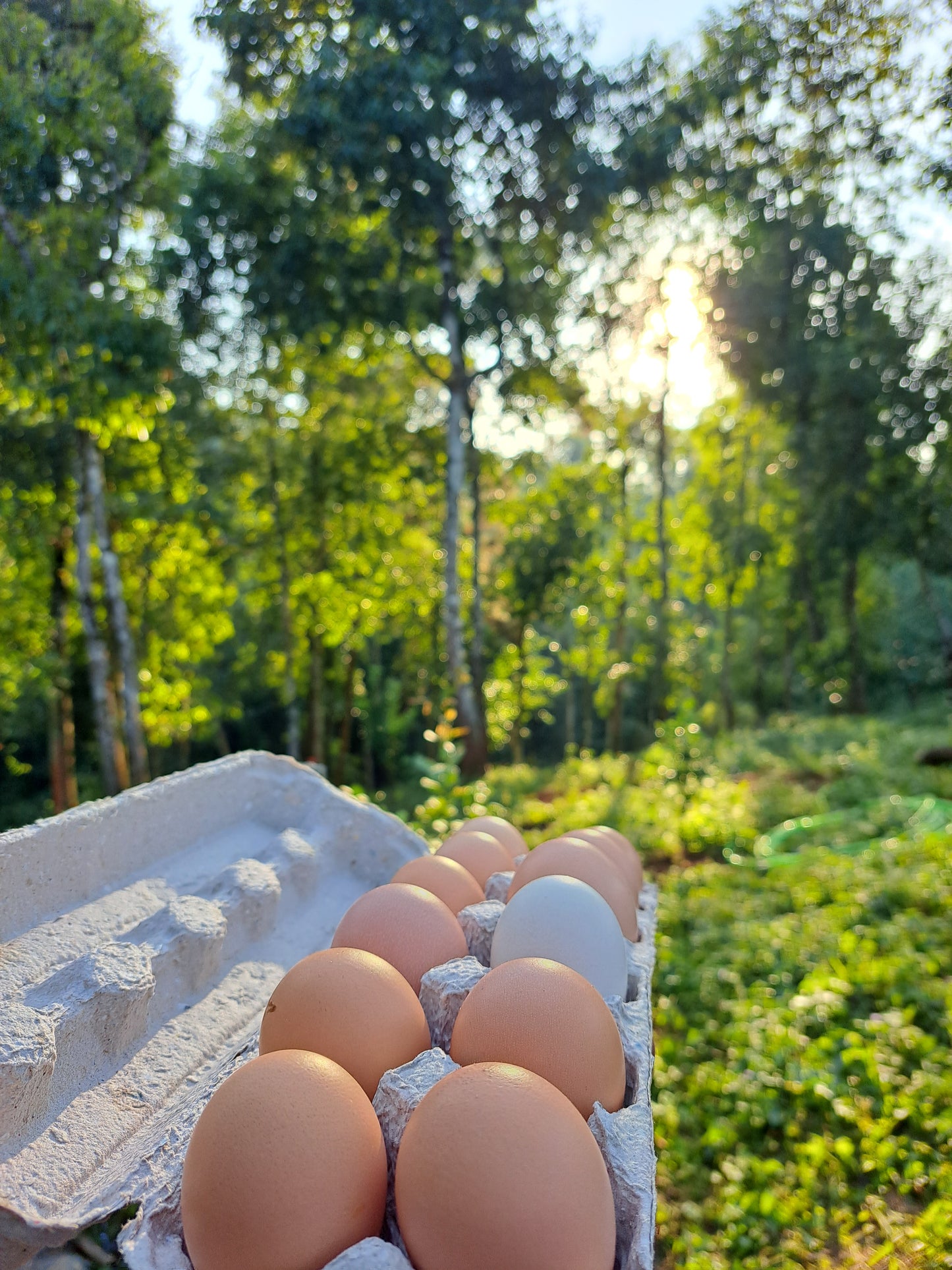 FARM EGGS