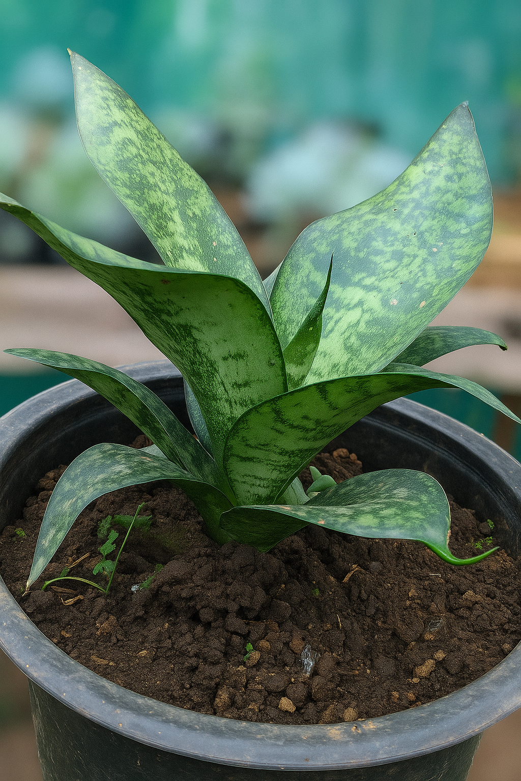 SNAKE PLANT