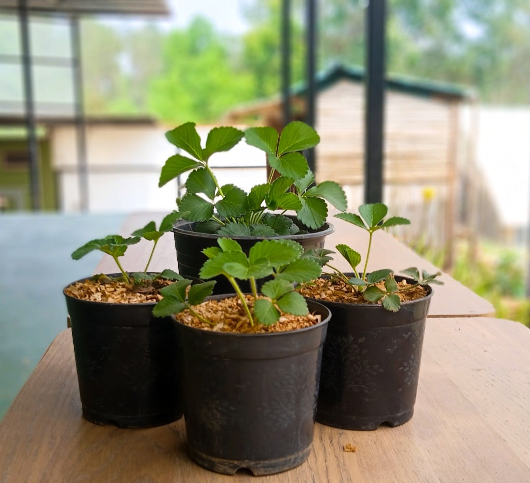 STRAWBERRY SAPLINGS