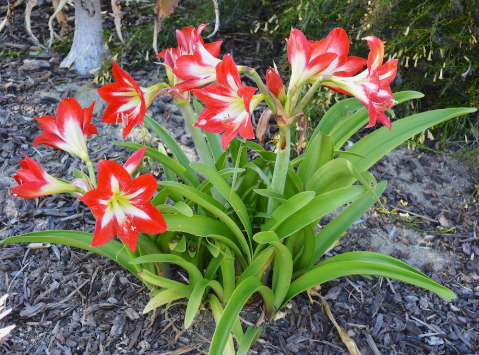 AMARYLLIS FLOWER