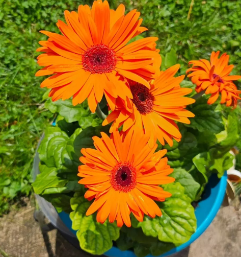 GERBERA