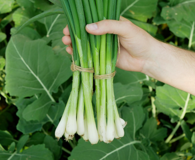 SPRING ONION