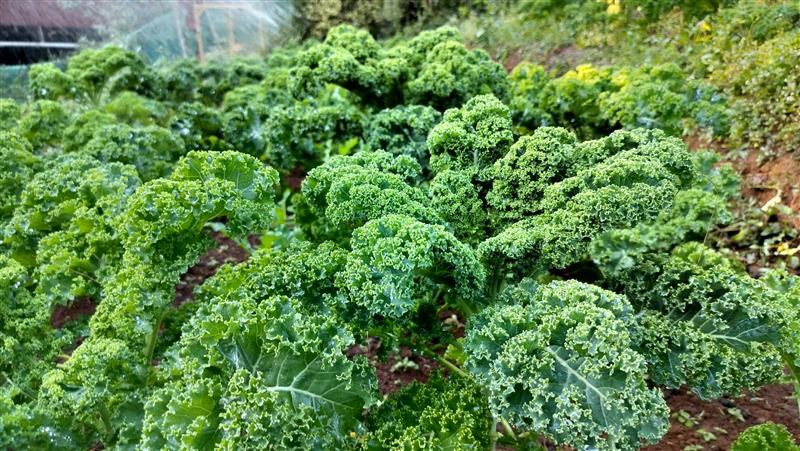 CURLY KALE